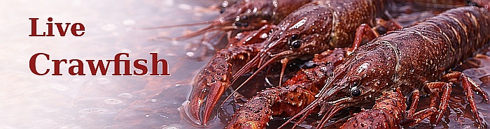 Live Crawfish Shipped from Louisiana