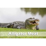 Alligator Meat: Taste, Cooking Tips, Nutrition, and Where to Buy It