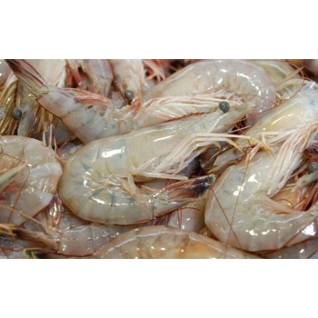 10/15 Gulf White Shrimp - Extra Jumbo (Heads-On) IQF