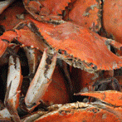 Frozen Whole Cooked Steamed Crab Frozen Whole Cooked Steamed Crab