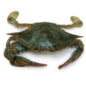 Jumbo Louisiana Soft Shell Blue Crabs | 2 Count | Cajun Grocer