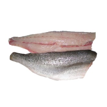 Speckled Trout Filets from the Gulf of Mexico Speckled Trout Filets from the Gulf of Mexico