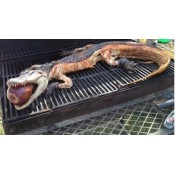 Whole Alligator 24 to 30 lbs -  2XL