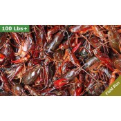 90 lbs Field Run Crawfish – Order Live Crawfish in Bulk